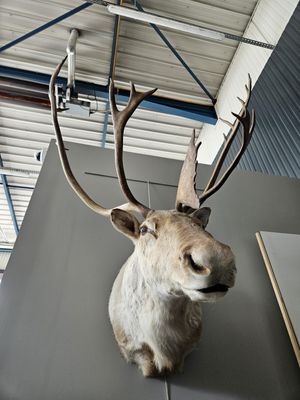 a deer head mounted on the wall of a building