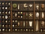 a lot of shells in a drawer on the wall