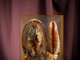 une photo d'une photo d'un coquillage posé sur une table