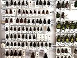 a lot of beetles that are on display on the wall