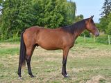 a brown horse standing in a field with trees in the background