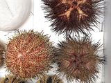 many different types of sea urchins in a white box