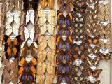 a lot of butterflies that are on display in a box