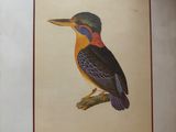 a picture of a bird that is sitting on a branch