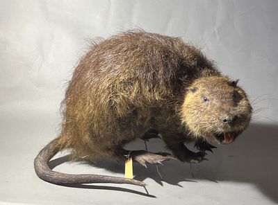 une peluche posée sur une table