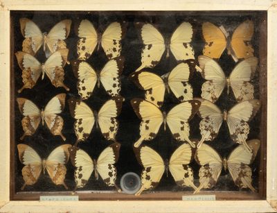 une photo représentant un arrangement de papillons dans un cadre en bois