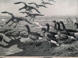 many birds that are standing in the grass by the water