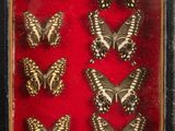 six butterflies in a shadow box on a red surface