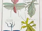 une illustration tirée d'un livre représentant des insectes