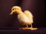 a small duck that is standing on a wooden stand
