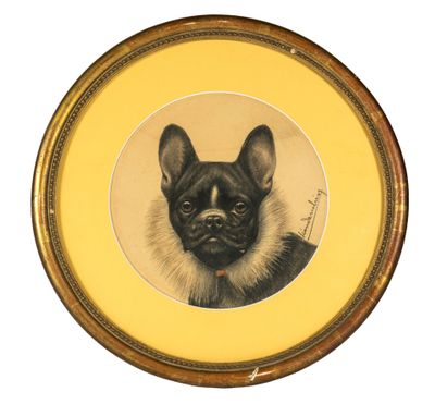 une photo d'un chien noir et blanc dans un cadre jaune