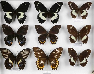 de nombreux types de papillons différents présentés dans une vitrine