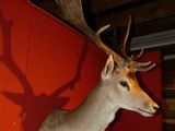 a deer head mounted on a red wall in a room