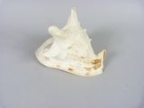 a white shell with a starfish on it on a table