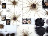 many different types of sea urchins displayed on the wall