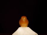 a small bird sitting on top of a rock