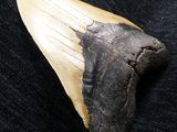 a shark tooth that is on a black cloth
