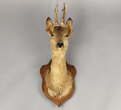 une tête de cerf accrochée au mur d'une maison