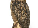 un hibou perché sur une branche d'arbre