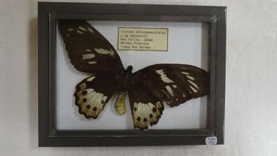 une photo d'un papillon dans un cadre accroché au mur