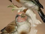 two birds that are sitting on a tree branch