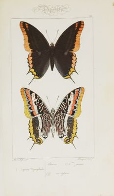 deux papillons sur fond blanc, l'un orange et l'autre noir