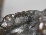 a close up of a metal sculpture of a leaf