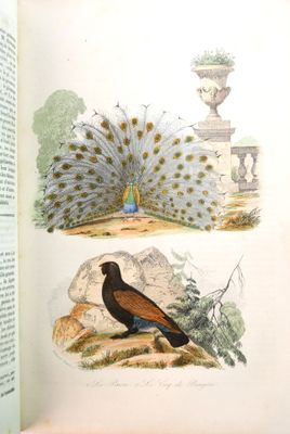 deux oiseaux perchés sur un livre