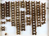 de nombreux papillons exposés dans une vitrine