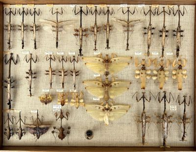 many different types of insects displayed in a wooden frame
