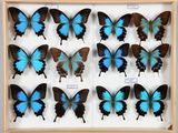 de nombreux papillons disposés dans un cadre en bois