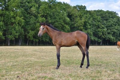 a horse that is standing in a field with other horses
