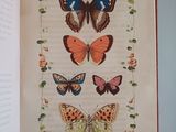 an open book with a picture of butterflies on it