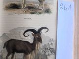 deux illustrations représentant des chèvres et des moutons sur les pages d'un livre