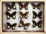 many butterflies that are in a wooden frame
