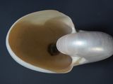 a white shell with a large pearl inside of it