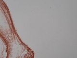 a drawing of a person ' s foot on a sheet of paper