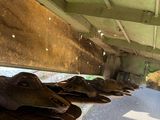 a lot of cows laying on the ground under a bridge