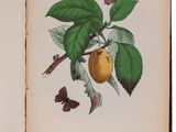 an open book with a drawing of a peach on it