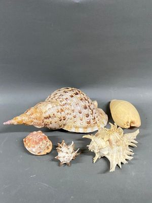 many shells that are sitting on a table