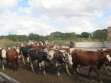 many cows that are walking in the dirt together