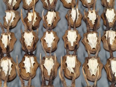 de nombreuses têtes de cerfs factices exposées sur une table