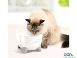 un chat qui joue avec un bol posé par terre