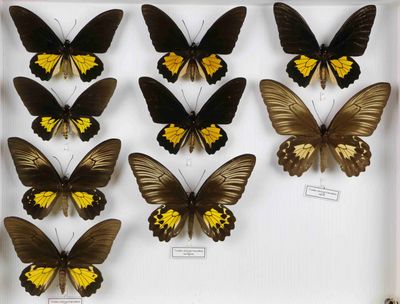 de nombreux papillons exposés dans une vitrine