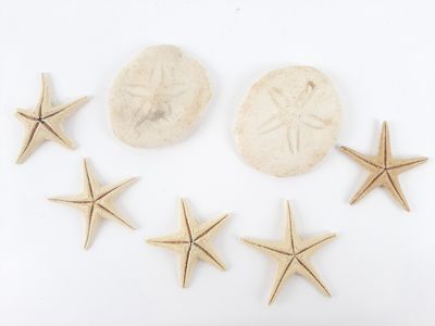 five starfishs and a sand dollar on a white surface