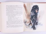 an open book with a picture of a black cat