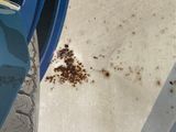 a lot of dirt on the ground next to a blue car