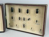 two boxes that have different types of bugs in them