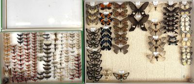 a lot of butterflies that are in a display case