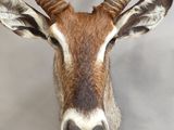 a antelope with large horns on a white background